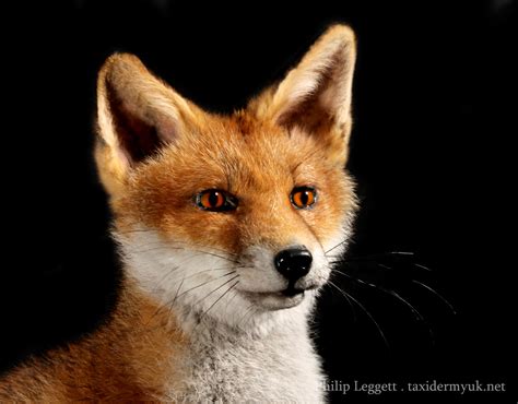 Последние твиты от fox (@foxtv). Fox Cub - Taxidermy UK