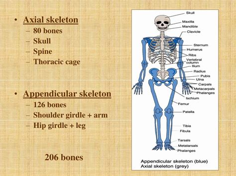 Skeletal System Ppt