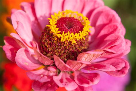 Fotos Gratis Flor Pétalo Rosado Flora Peonía Fotografía Macro