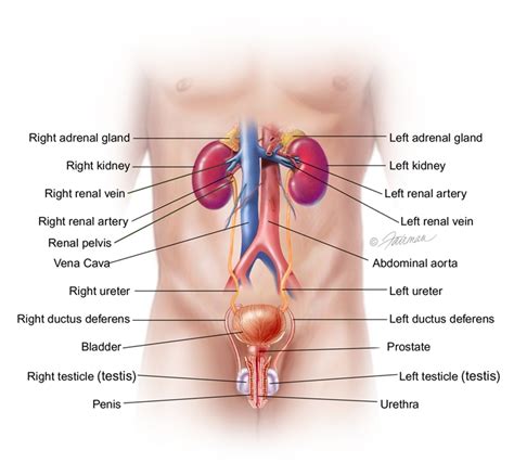 Kidney Infection Pyelonephritis Symptoms Diagnosis Treatment Urology Care Foundation