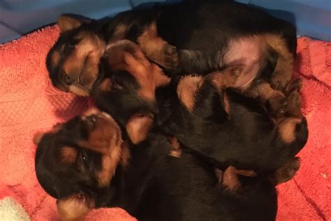 Adorable Dog Resortwindy Hill Kennels Puppies For Sale