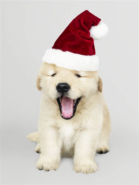 Portrait Of A Cute Golden Retriever Puppy Wearing A Santa