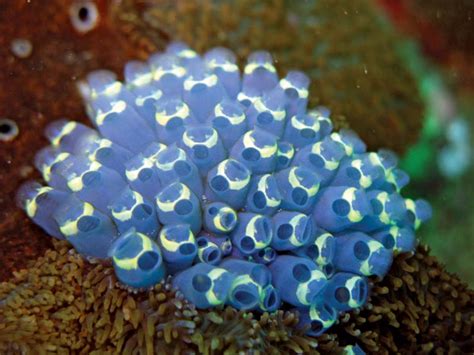 Sea squirt | tunicate | Britannica