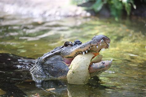 Wellness Wednesday Alligator Reid Park Zoo