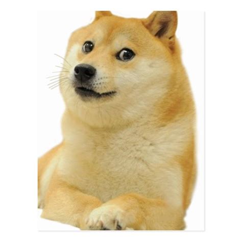 Doge Meme Doge Shibe Doge Dog Cute Doge Postcard