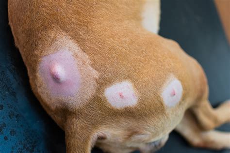 What Do Fatty Tumors Look Like On Dogs