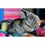 Bunny Cute Small  HD Desktop Wallpapers 4k