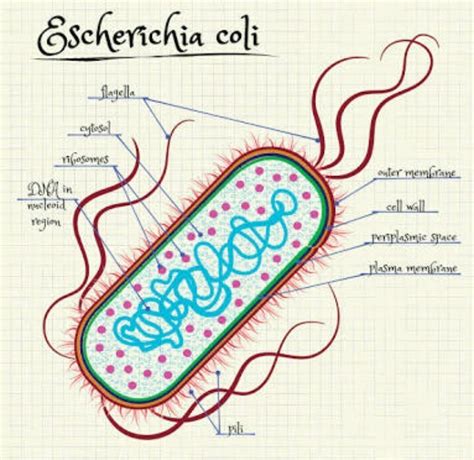 The Bacterium ‘escherichia Coli Is Found Mainly In