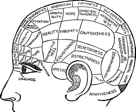 Clipart Phrenology Chart