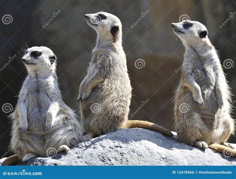 Three African Meerkats Prairie Rat Squirrel Stock Photo Image Of