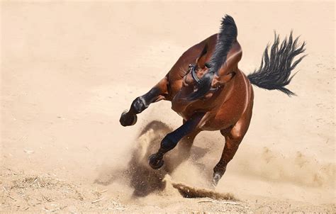 Wallpaper Sand Face Nature Pose Background Movement Horse Desert