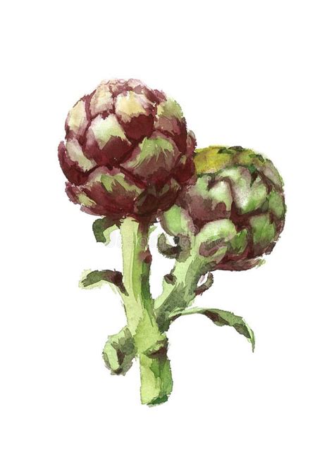 Purple Artichokes Watercolor Food Vegetables Illustration Hand Painted