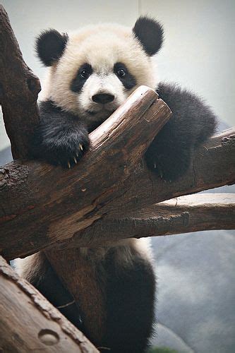 Stand Up Act Panda Cute Panda Panda Bear