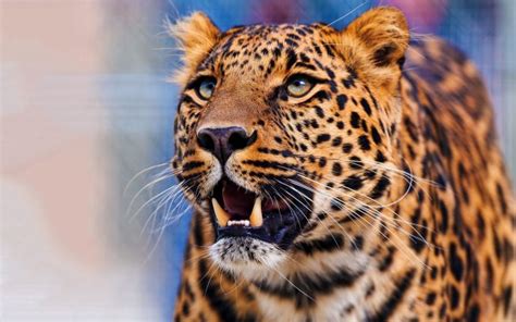 Leopard Pics Hd Desktop Wallpapers 4k Hd