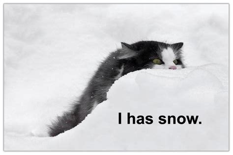 I Has Snow Snowkit Snowclan Photo 9712047 Fanpop