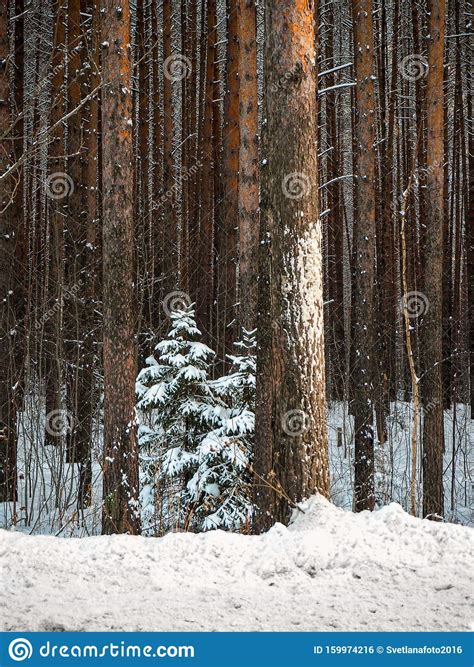 A Small Christmas Tree Grows In A Tall Pine Forest Winter