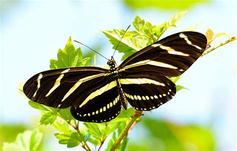 Zebra Longwing Butterfly