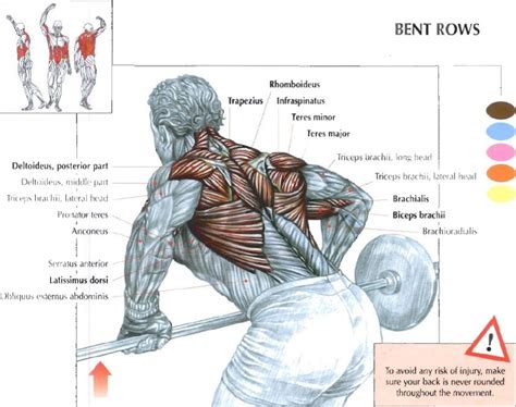Weight Loss And Health Problems Bent Over Row Dumbbell