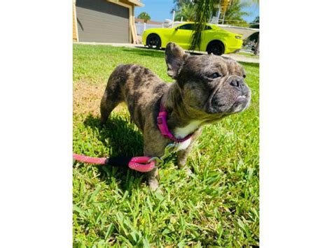 3 females and 2 males. Merle Female French Bulldog for Sale in Jacksonville ...