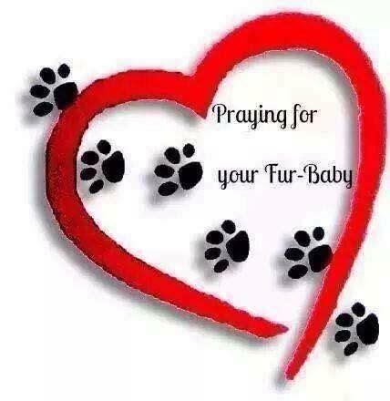 Prayer for our animal friends. Pin by Jill McNally on Animals/Pets | Sick pets, Prayer ...