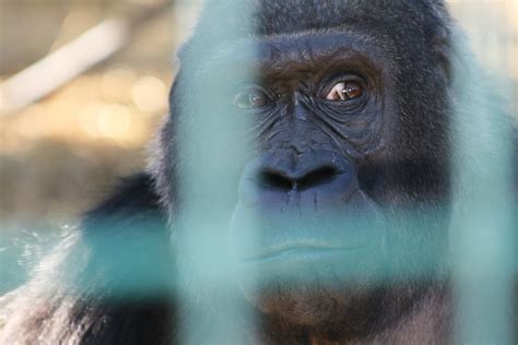Gorilla Behind Bars Howletts Animal Park Kent Chloe Roberts Flickr