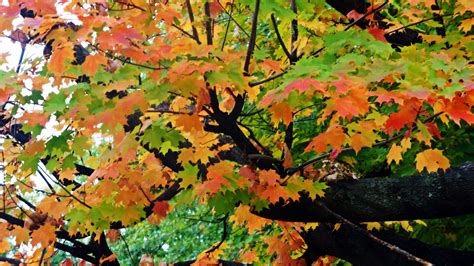Maple Tree In Autumn 4k Ultra Hd Wallpaper Background Image 4912x2760