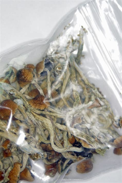 Psilocybe Cubensis A 5g Bag Of Dried Shrooms Farmer Dodds Flickr