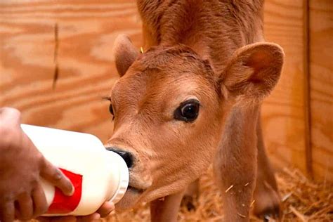 Special Care Recommendations For Calves The Open Sanctuary Project