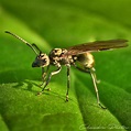 Winged Ant, FREE Stock Photo: Flying Ant on Leaf Surface, Macro Photo ...