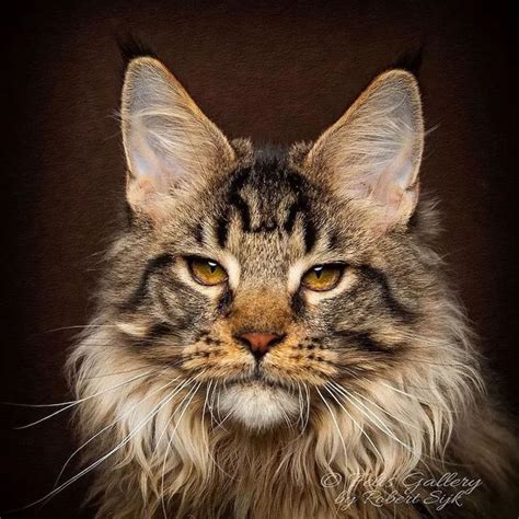 Pin On MAINE COON CATS