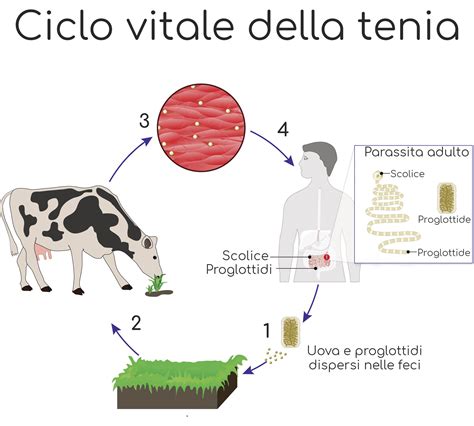 Tenia Verme Solitario Sintomi Prevenzione E Cura