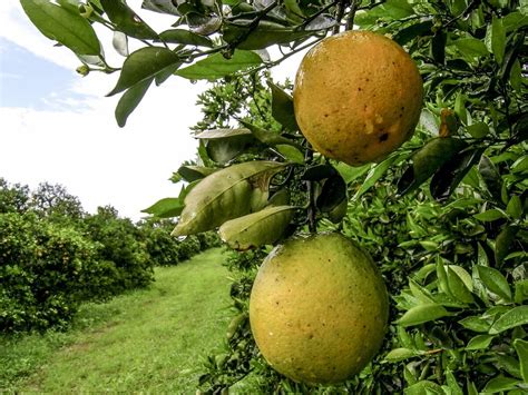 Scientists Have No Idea How to Fight Citrus Greening | Modern Farmer