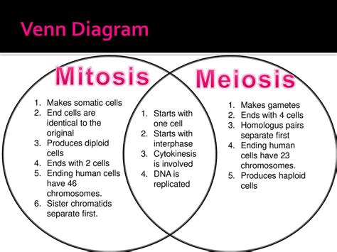 Venn Diagram Of Mitosis And Meiosis With Images Mitos Vrogue Co