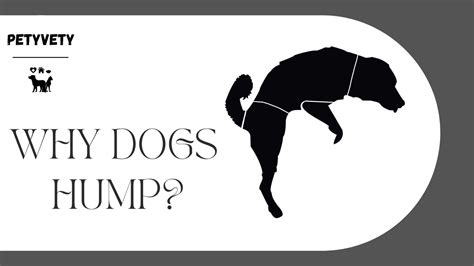 Uncovering The Mystery Of Humping Why Dogs Do It And How To Handle It