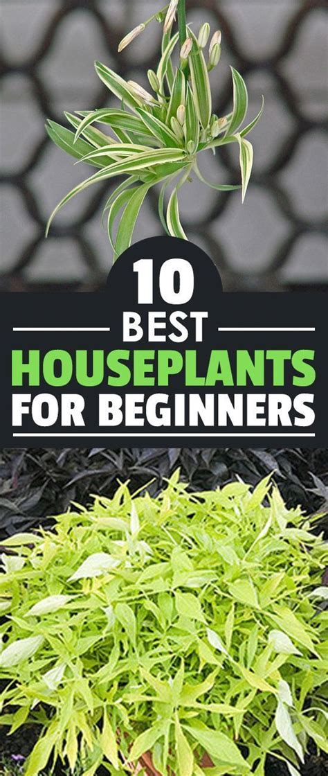 Great for beginners, this pretty flowering plant requires minimal care. 10 Best Houseplants for Beginners (With images ...