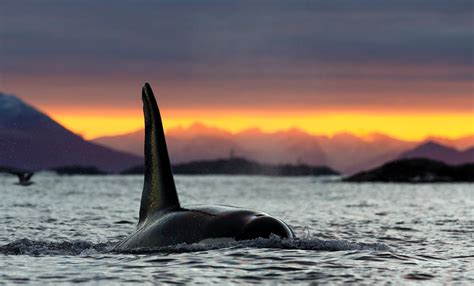 You Have To See These Unbelievable Photos Of Whales Off Norway Coast