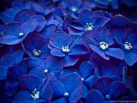 Beautiful Blue Flowers Wallpapers Top Free Beautiful Blue Flowers