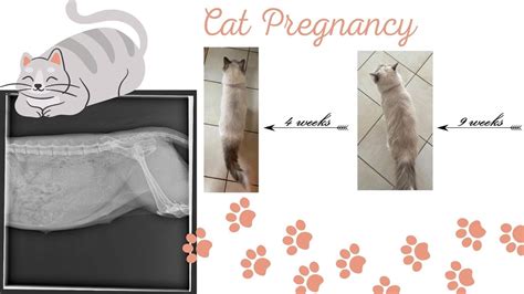 Cat Pregnancy Symptoms Before And After Birth Supplies X Ray