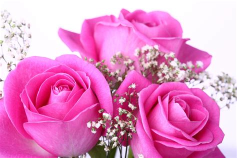 Beautiful Pink Roses Wallpapers For Desktop Wallpaper Cave