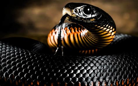 Online Crop Black Mamba Animals Snake Reptiles Mamba Hd Wallpaper