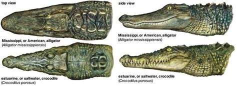 Alligator Vs Crocodile Size Difference Crocodile