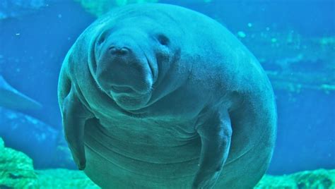 20 Photos Of Manatees Doing Manatee Things And Being Super Cute