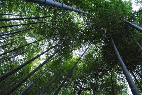 Chinas Anji Grand National Bamboo Forest