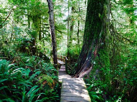 Regenwaldfeeling Vancouver Island Rainforest Trail