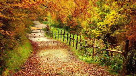 1920x1080 1920x1080 Path Forest Trees Fence Autumn Leaves