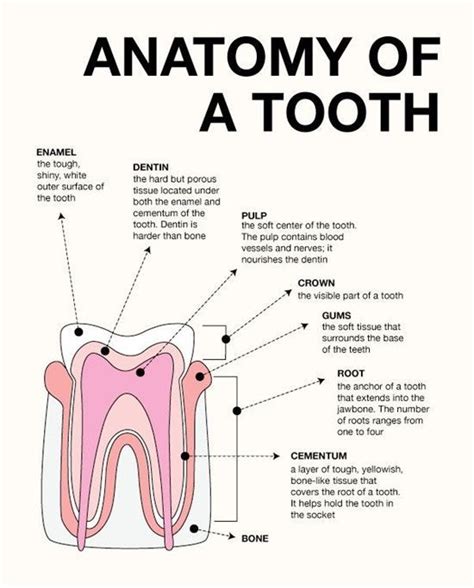 Dentaltown Dental Anatomy And Tooth Morphology Dentalcare Dental