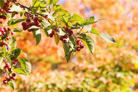 Best Crabapple Tree Stock Photos Pictures And Royalty Free Images Istock