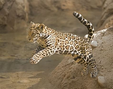 Leaping Baby Jaguar Baby Jaguar Jaguar Animal Cat Exercise Panthera