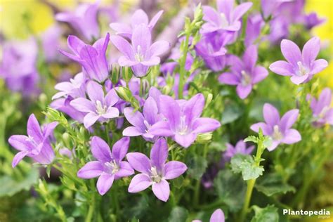 Bellflower Plant Campanula Rotundifolia Flower Varieties How To Care