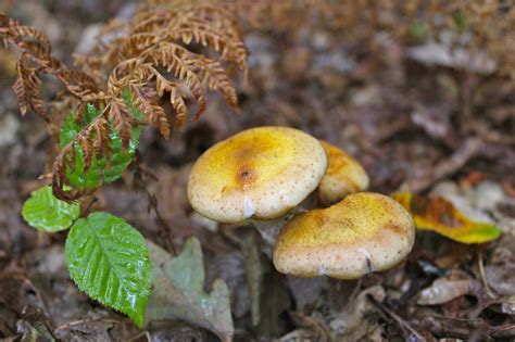 Honey Mushrooms Virginia Wildflowers